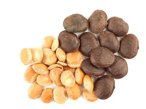 SACHA INCHI - Whole , Indonesia CEMIL-CEMIL